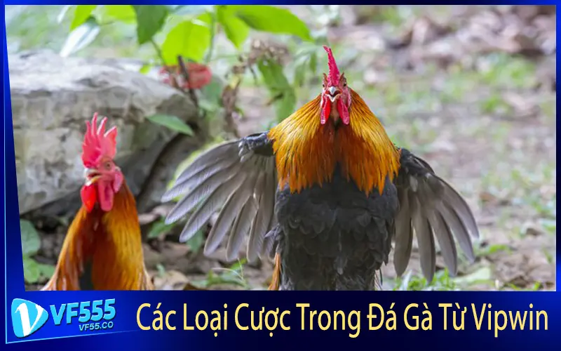 Các Loại Cược Trong Đá Gà Từ Vipwin