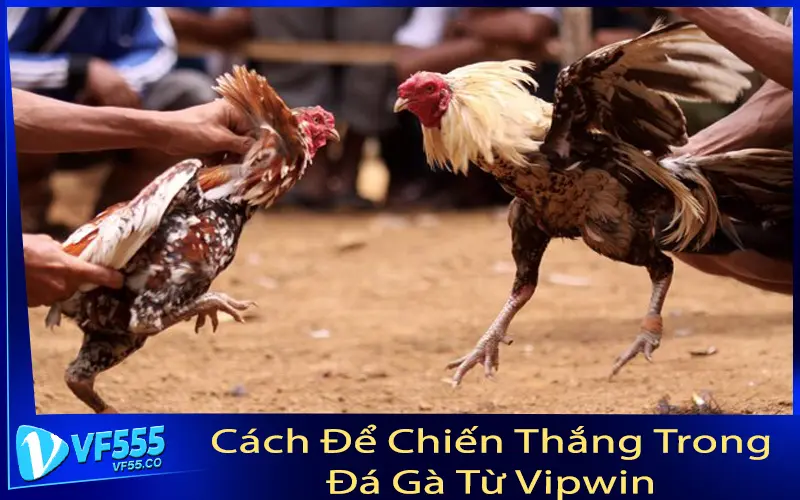 Cách Để Chiến Thắng Trong Đá Gà Từ Vipwin