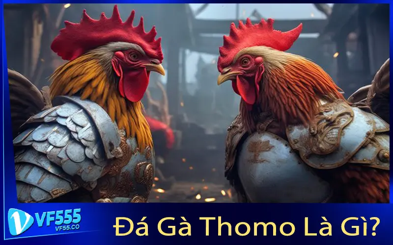 Đá Gà Thomo Là Gì?