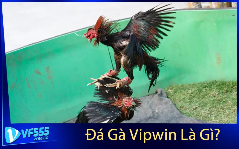 Đá Gà Vipwin Là Gì?