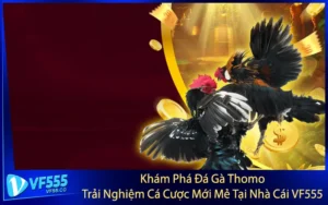 Khám Phá Đá Gà Thomo – Trải Nghiệm Cá Cược Mới Mẻ Tại Nhà Cái VF555