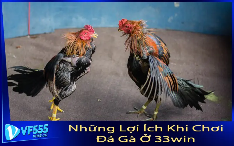 Những Lợi Ích Khi Chơi Đá Gà Ở 33win