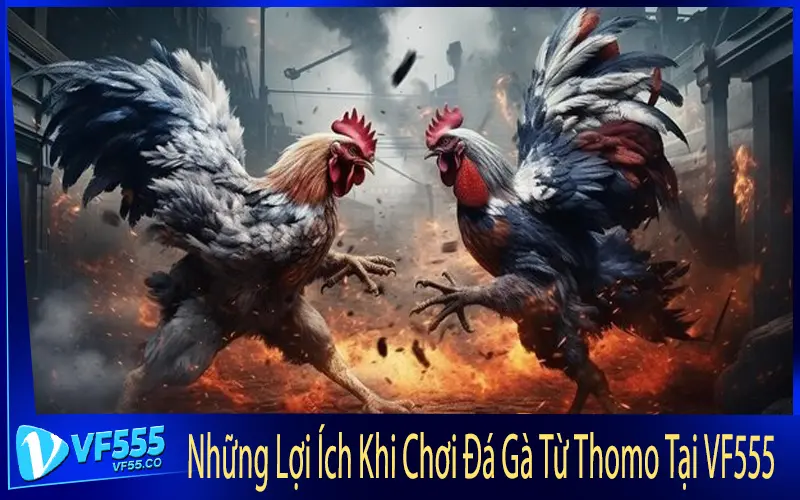 Những Lợi Ích Khi Chơi Đá Gà Từ Thomo Tại VF555