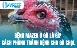 Bệnh Mazek ở gà là gì? cách phòng tránh bệnh lây nhiễm cho gà chọi.