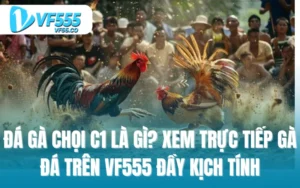 Đá gà chọi c1 là gì? xem trực tiếp gà đá trên VF555