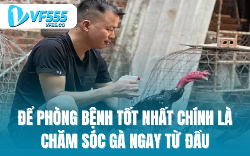Để phòng bệnh tốt nhất chính là chăm sóc gà ngay từ đầu