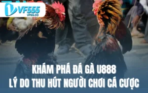 Khám phá đá gà U888: lý do thu hút người chơi cá cược