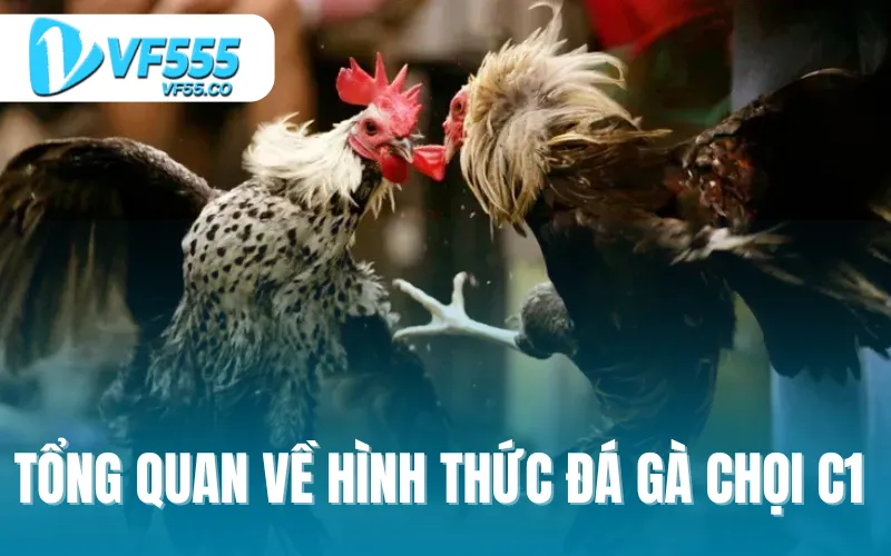 Tổng quan về hình thức đá gà chọi C1